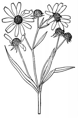 Sunflower Clip Art Black And White 6