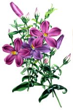 Color Drawings Of Flowers 1