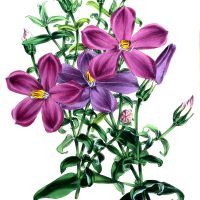 Color Drawings of Flowers