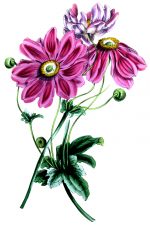 Color Drawings Of Flowers 3