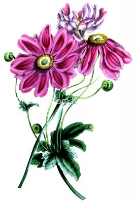Color Drawings Of Flowers 3