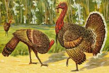 Thanksgiving Turkey Clip Art 7