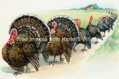 Thanksgiving Turkey Clip Art 8
