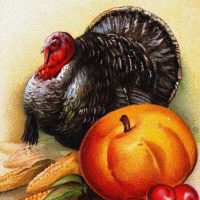 Clipart of Turkeys for Thanksgiving
