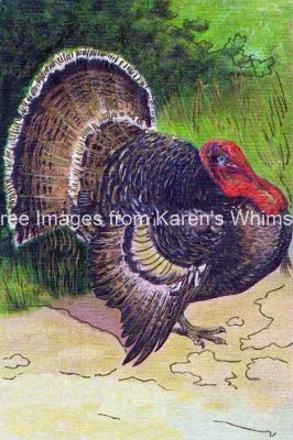 Clipart of Turkeys for Thanksgiving 7