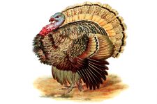 Free Clipart Of Turkeys 10