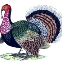 Free Clipart of Turkeys