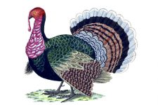 Free Clipart Of Turkeys 2