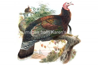 Free Clipart Of Turkeys 1