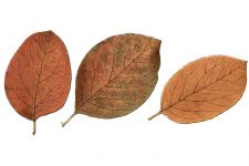 Clip Art of Autumn Leaves 1 - Quince Leaves