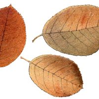 Clip Art of Autumn Leaves