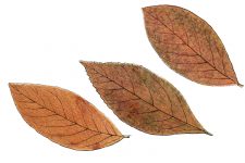 Clip Art of Autumn Leaves 2 - Medlar Leaves