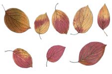 Clip Art of Autumn Leaves 5 - Dogwood Leaves