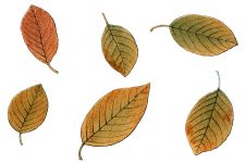 Clip Art of Autumn Leaves 7 - Alder Buckthorn Leaves