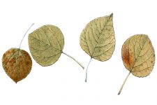 Clip Art of Autumn Leaves 8 - Aspen Leaves