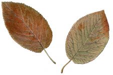 Clip Art Of Autumn Leaves 9 - Wayfaring Tree Leaves