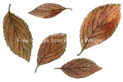 Clip Art Of Autumn Leaves 4 Blackthorn Leaves