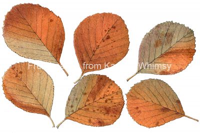 Clip Art of Autumn Leaves 6 - White Beam Leaves