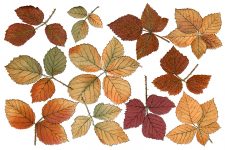 Autumn Leaves 10