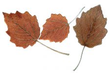 Leaf Drawings 10 - White Poplar Leaves