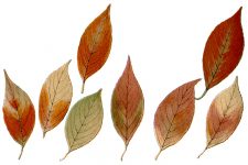 Leaf Drawings 12 - Spindle Tree Leaves