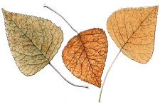 Leaf Drawings 2 - Lombardy Poplar Leaves