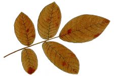 Leaf Drawings 4 - Walnut Leaves