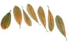 Leaf Drawings 5 - Willow Tree Leaves