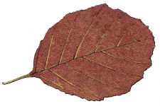 Leaf Drawings 8 - Alder Leaf
