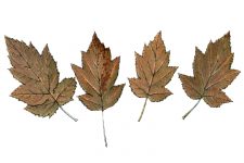 Leaf Drawings 9 - Wild Service Tree Leaves