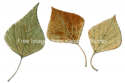 Leaf Drawings 1 - Black Poplar Leaves