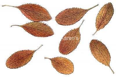 Leaf Drawings 11 - Barberry Leaves