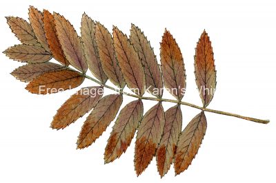 Leaf Drawings 3 - Mountain Ash Tree Leaf