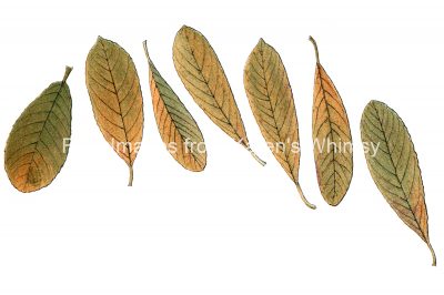 Leaf Drawings 5 - Willow Tree Leaves