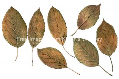 Leaf Drawings 6 - Apple Tree Leaves