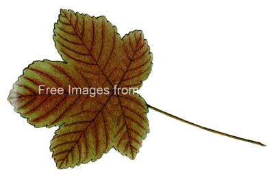 Leaf Drawings 7 - Sycamore Leaf