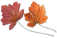 Drawings Of Maple Leaves 1