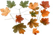 Drawings Of Maple Leaves 10