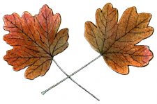 Drawings Of Maple Leaves 2