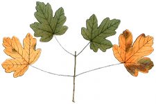 Drawings Of Maple Leaves 5