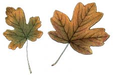 Drawings Of Maple Leaves 6