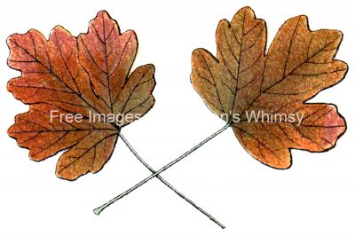 Drawings Of Maple Leaves 2