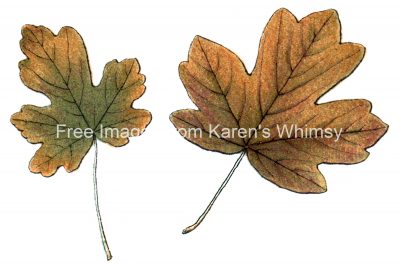 Drawings Of Maple Leaves 6