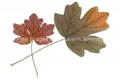 Drawings Of Maple Leaves 9