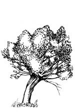 Black And White Tree Clipart 2 - Pollard Willow