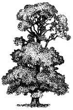 Black And White Tree Clipart 3 - Elm