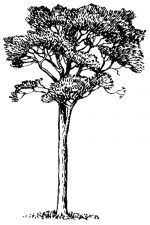 Black And White Tree Clipart 4 - Scots Pine