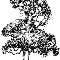 Black and White Tree Clipart