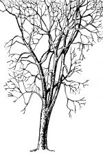 Black And White Tree Clipart 6 - Bare Sycamore