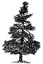 Black And White Tree Clipart 7 - Larch